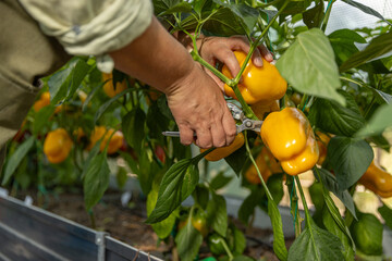 Hands harvesting yellow bell peppers
