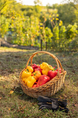 Homegrow produce concept