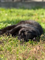 black cat lying in grass
