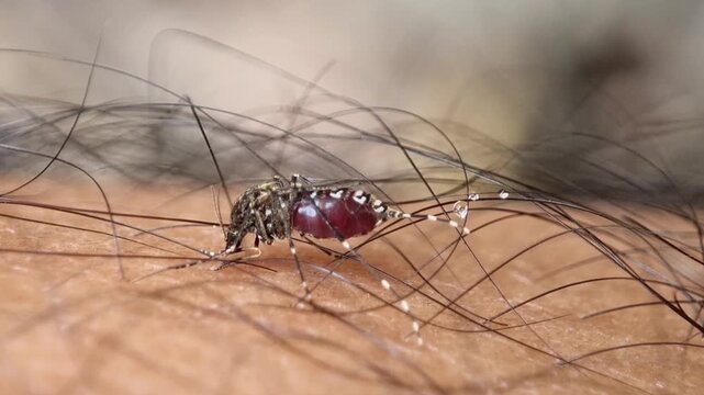 Aedes aegypti mosquito sucks human blood. dangerous mosquito virus in human skin, Maedes hemorrhagic fever virus. Mosquitoes suck blood in the area of a human's hairy legs. 4k Video