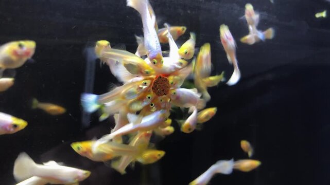Tropical Guppy fish feeding on tablet food pressed against the aquarium glass. Guppies, fish keeping hobby and breeding. 4k static shot.