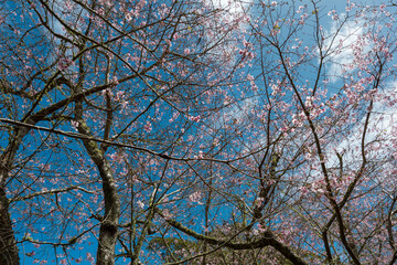 Blooming cherry blossom on a beautiful spring day.