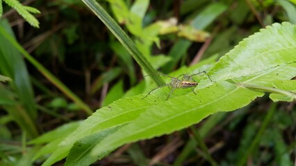 Lynk Spider.Jumping spiders perch on plant leaves. Very beautiful textured plant leaves background. Perfect for documentaries about tropical rainforests and World Nature Conservation Day on July 28th.