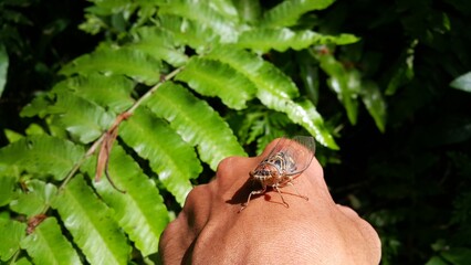A big cricket in summer, close up. Cicada Lyristes Plebejus. Perfect for documentaries about tropical rainforests and World Environment Day on June 5th.
