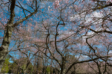 Blooming cherry blossom on a beautiful spring day.