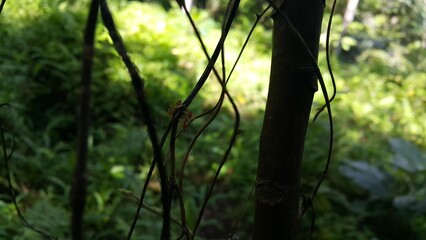 Weaver ants on plant stems. Perfect for documentaries about tropical rainforests and World Environment Day on June 5th.
