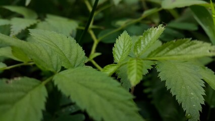 Very beautiful textured plant leaves background. Perfect for documentaries about tropical rainforests and World Nature Conservation Day on July 28th.