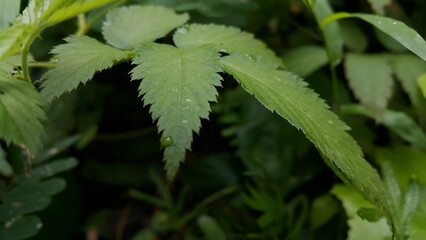 Very beautiful textured plant leaves background. Perfect for documentaries about tropical rainforests and World Environment Day on June 5th.

