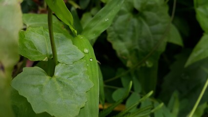 Very beautiful textured plant leaves background. Perfect for documentaries about tropical rainforests and World Environment Day on June 5th.
