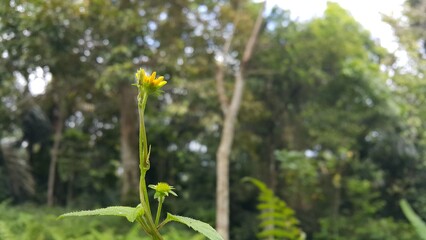 Wollastonia biflora is often called sea saruni. Wedelia has properties as a herbal medicine. World...