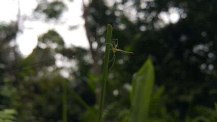 Long-jawed orb weavers or long jawed spiders (Tetragnathidae) are a family of araneomorph spiders. World Environment Day on June 5th.  Shot in a tropical rainforest.
