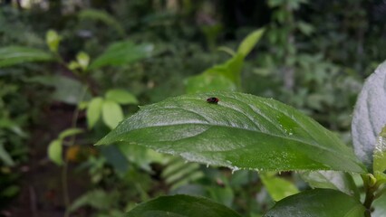 Small flies perch on the leaves. Has very large red eyes.Perfect for documentaries about tropical rainforests and World Wildlife Conservation Day on December 4th.
