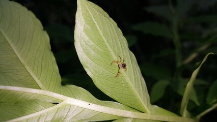Photo of a jumping spider (Tutelina elegans) on a plant leaf. Perfect for documentaries about tropical rainforests and World Nature Conservation Day on July 28th.