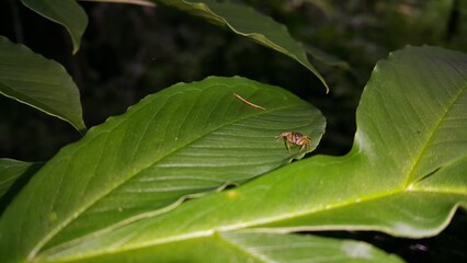 Photo of a jumping spider (Tutelina elegans) on a plant leaf. Perfect for documentaries about tropical rainforests and World Wildlife Conservation Day on December 4th.
