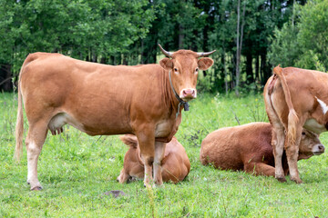 Obraz premium Beef cows grazing in a field on a rainy summer day