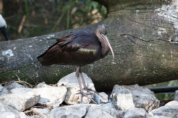 the glossy ibis is walking on rocks