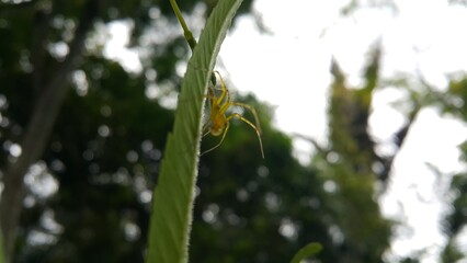 View of Lynx spider (oxyopidae) on green leaf. World Environment Day on June 5th.  Shot in a tropical rainforest.
