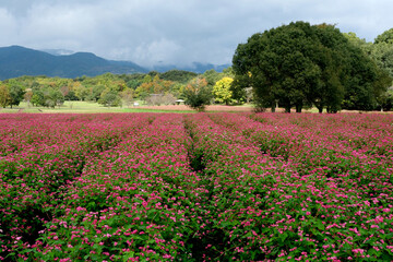 吉野ヶ里歴史公園の秋