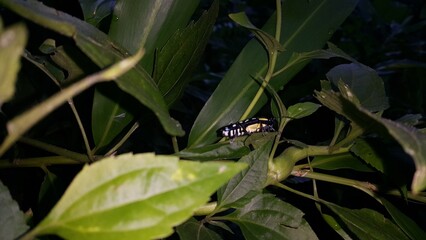 Photo of long horn beetle (Glenea elegans) perched on a plant leaf stem. World Environment Day on June 5th.  Shot in a tropical rainforest.
