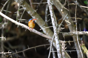 Colorful kingfisher with bright orange belly and long beak perched on a thorny bare branch in Tanzania near Lake Duluti