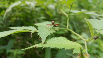 Image of Groundnut Bug, Acanthocoris sordidus (Coreidae) on green leaves. Insect. Animal. Perfect for documentaries about tropical rainforests and World Nature Conservation Day on July 28th.