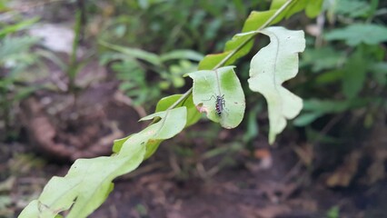 Mosquito resting on the grass. Male and female mosquitoes feed on nectar and plant juices, Perfect for documentaries about tropical rainforests and World Nature Conservation Day on July 28th.