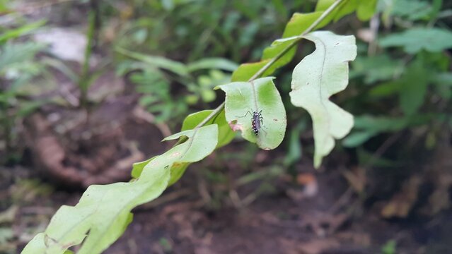 Mosquito resting on the grass. Male and female mosquitoes feed on nectar and plant juices, Perfect for documentaries about tropical rainforests and World Nature Conservation Day on July 28th.