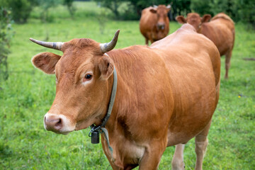 Beef cows grazing in a field on a rainy summer day