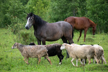 Obraz premium A flock of sheep grazing in a field with horses on a rainy summer day