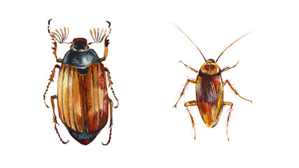 Set of insect. Cockchafer and cockroach. Hand drawn watercolor illustration