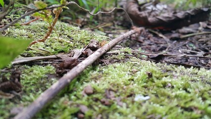 photo of soil and moss in the forest. Perfect for documentaries about tropical rainforests and World Environment Day on June 5th.
