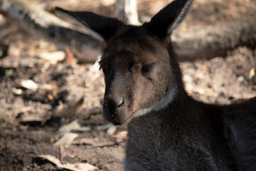 this is a close up of a kangaroo island kangaroo