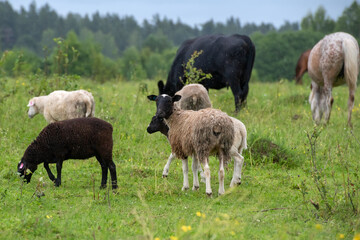 A flock of sheep grazing in a field on a rainy summer day