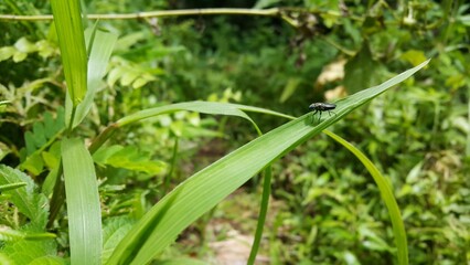 Black Soldier Fly, a species of Soldier flies. World Environment Day on June 5th.  Shot in a tropical rainforest.
