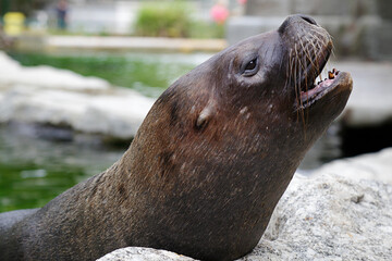 Fototapeta premium Portrait of a Sea Lion
