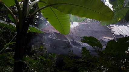 Photo of smoke in the forest. Perfect for documentaries about tropical rainforests and World Wildlife Conservation Day on December 4th.
