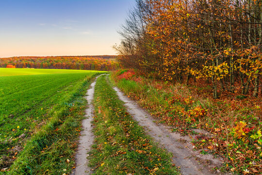 Country road between green field and autumn forest