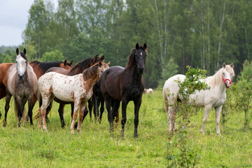 Obraz premium A herd of horses grazing in a field on a rainy summer day