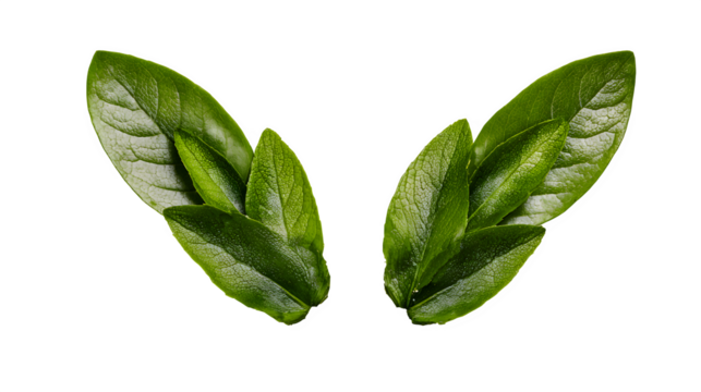 Fresh Green Leaves Arrangement, isolated on transparent background
