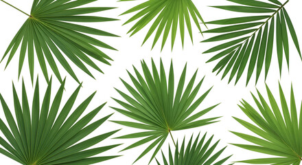 Obraz premium Lush green palm fronds arranged on a clean white background creating a fresh tropical vibe