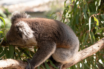 the koala is climbing along a branch