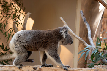 this is a side view of a koala is walking along a branch