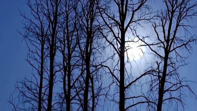 Bare Branches Against a Pale Blue Sky