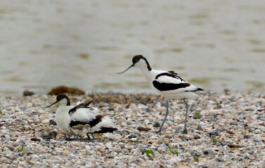 Avocette élégante