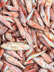 fresh fish at the market