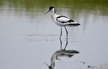 Avocette élégante