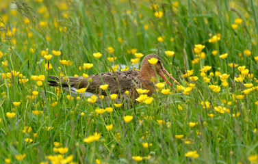 Barge &agrave; queue noire