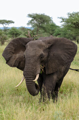 Fototapeta premium Eléphant d’Afrique
