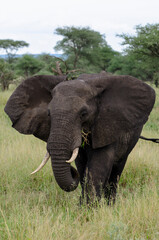 Obraz premium Eléphant d’Afrique