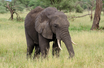 Obraz premium Eléphant d’Afrique